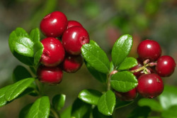 Arbutin Nedir? Ne İşe Yarar? Cilt Bakımında Nasıl Kullanılır?